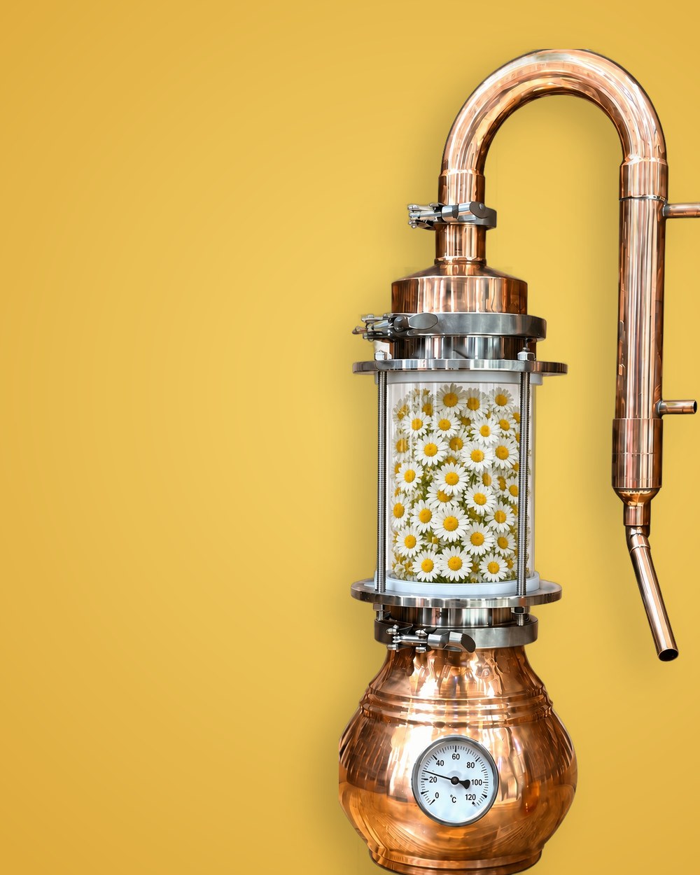 Distilling chamomile: from a hollow cone to blue oil