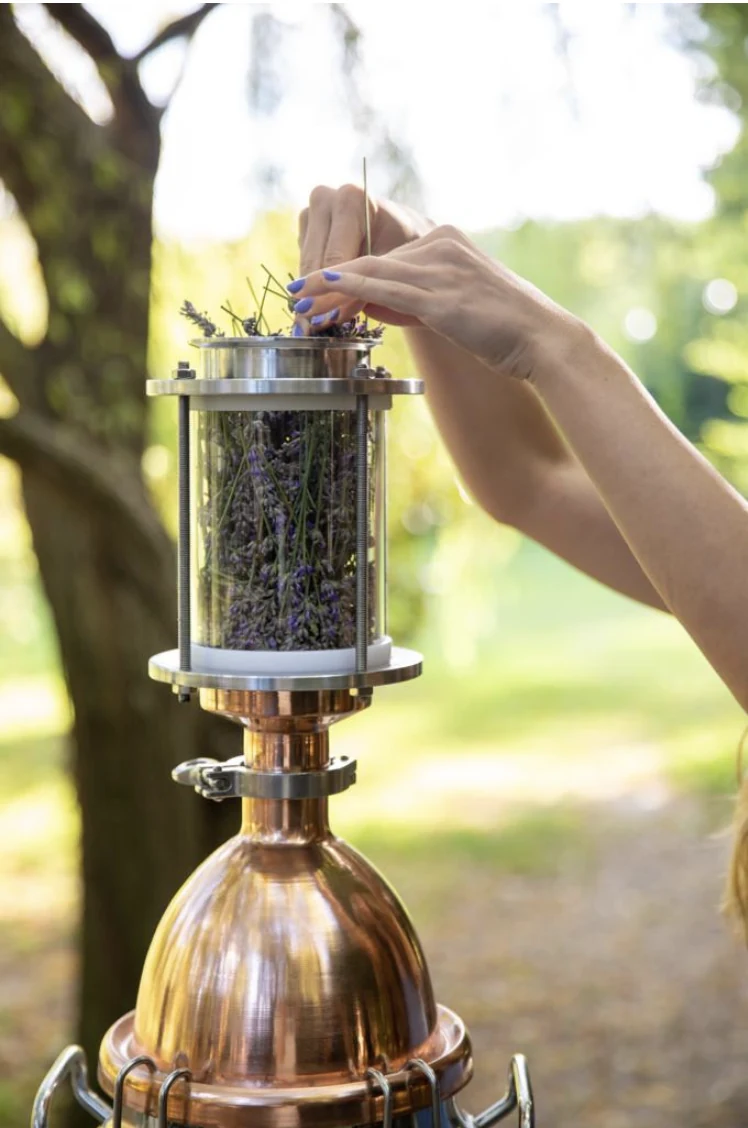 Lavendel in der Pflanzenkammer